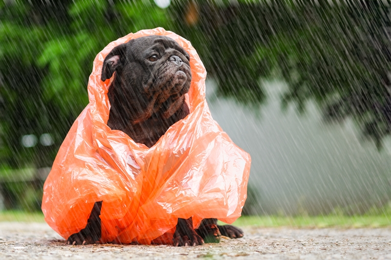 A kutya esőkabát több szempontból előnyös.